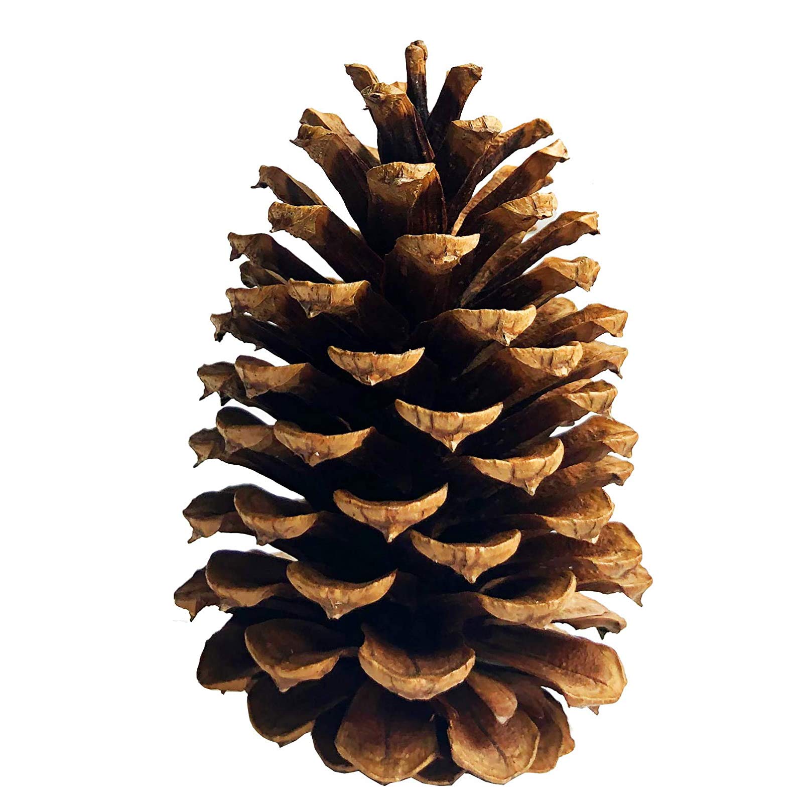 DKKRRNT PineCones Tall Bulk Package All Natural,Real Preserved Pine Cones Big Pinecones and Perfect Natural Pine Cones for Christmas Hanging Ornaments Bowl Vase Fillers (4.3-5.9 in(12pcs))