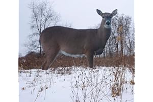 TCDesignerProducts 2D Wildlife Silhouette Decoys, Photo-Realistic Hunting Decoys for Snow Geese, Coyotes, Whitetail Bucks & Does, Mallards, Turkeys, Canadian Geese – Motion & Easy Setup