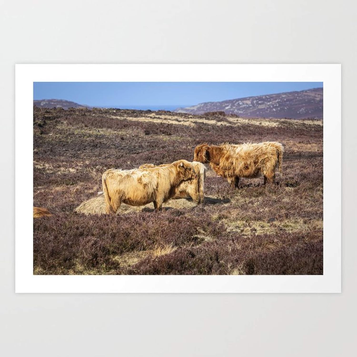 DIY Painting by numbers Wild Highland Cattle Paint By Numbers For
