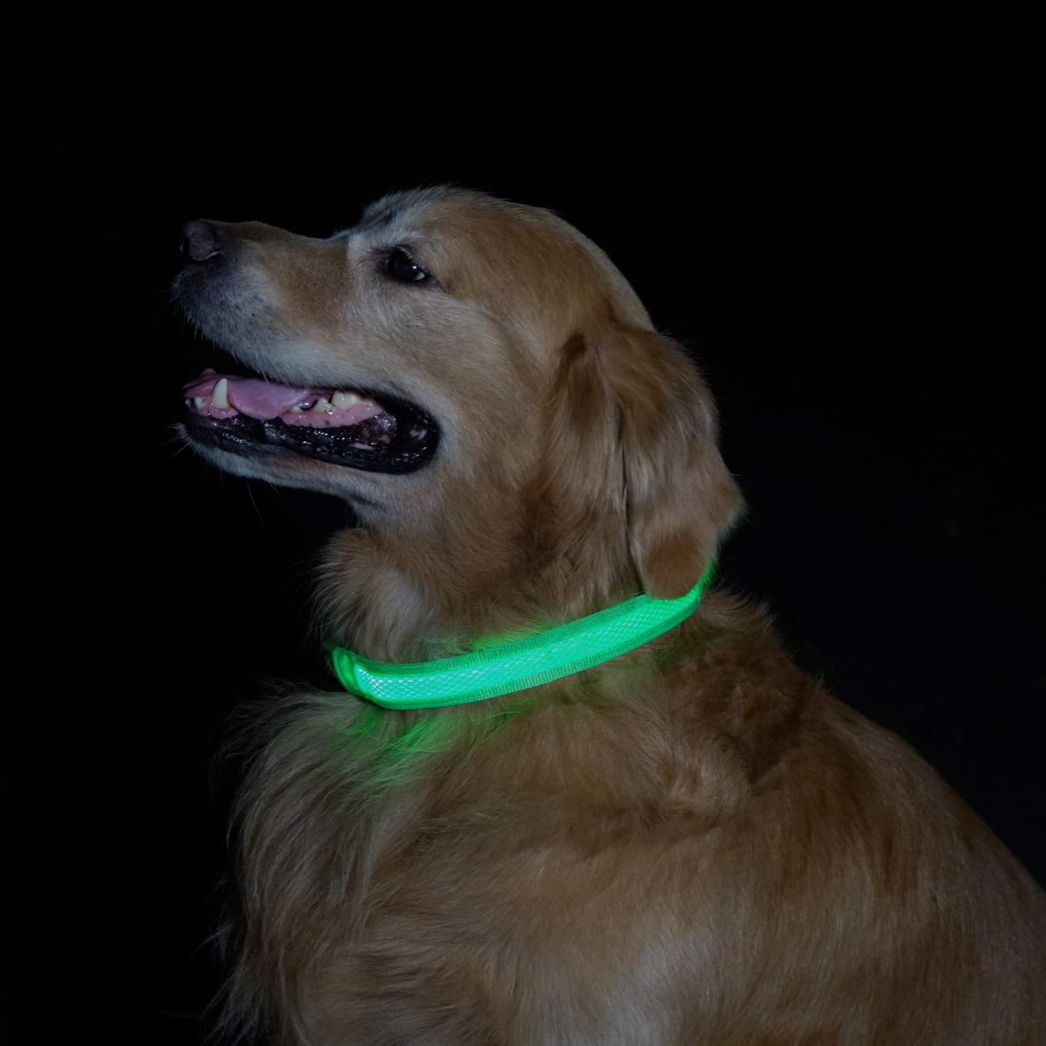 MATCHY2U Rechargeable Led Dog Collar - Soft and Adjustable Waterproof Light up Safety, Makes Your Dog Visible and Safe : Kitchen & Dining