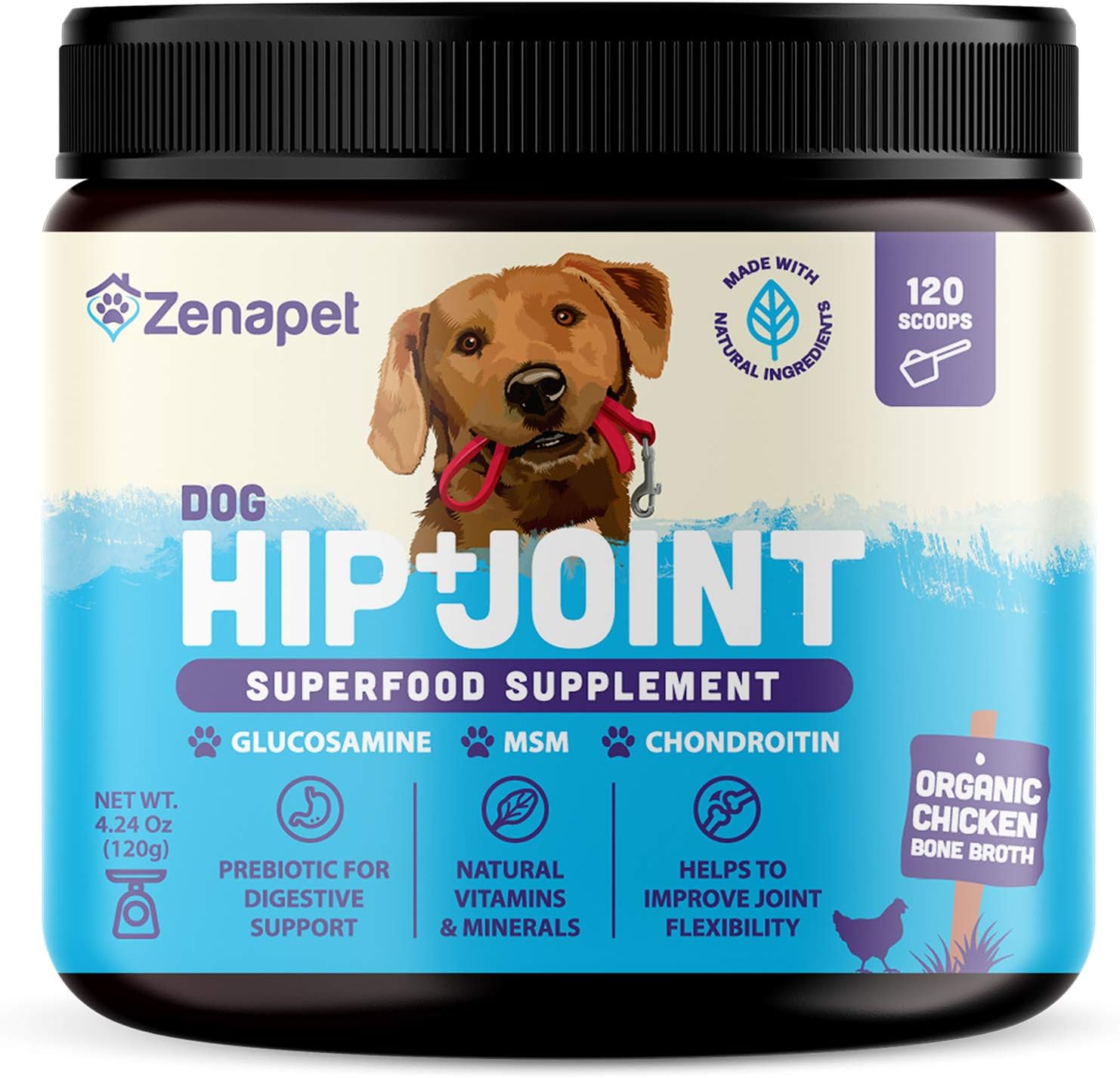 best small tortoise for beginners