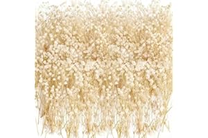 CHEUNGHAO 60 Pcs Mini Dried Baby Breath Flowers Gypsophila Ivory Natural Flowers Dried Flowers for Vase Wedding Home Office P
