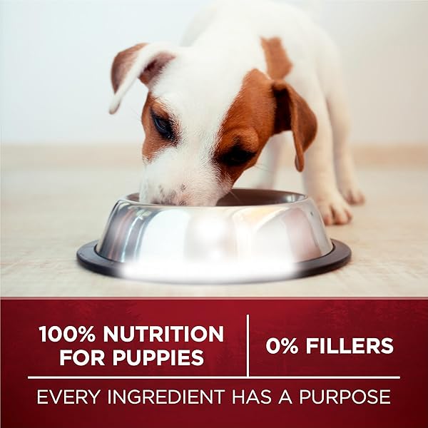 PURINA ONE TRUE INSTINCT WITH REAL CHICKEN AND DUCK HIGH PROTEIN PUPPY FOOD FORMULA NATURAL WITH ADDED VITAMINS, MINERALS AND NUTRIENTS – 7.4 LB. BAG