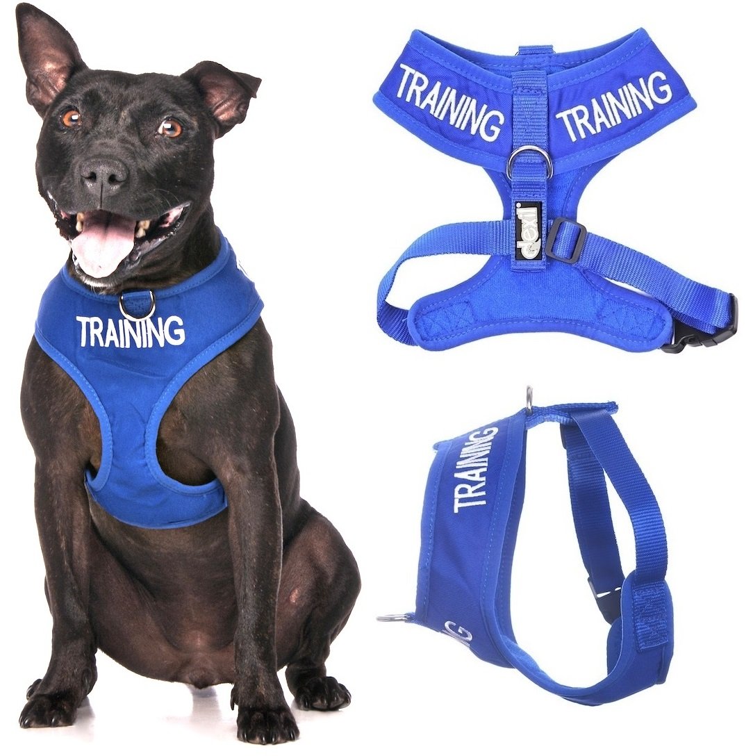 Dexil TRAINING (Dog In Training/Do Not Disturb) Blue Colour Coded Non-Pull Front and Back D Ring Padded and Waterproof Vest Dog Harness PREVENTS Accidents By Warning Others Of Your Dog In Advance (M) โ image 1
