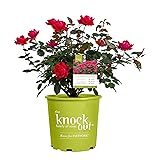 Knockout ' Double Rose, 1 Gallon, Cherry Red