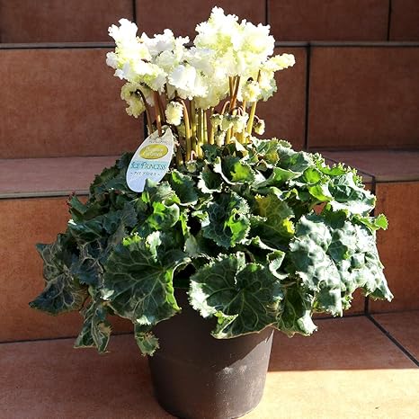 Amazon Co Jp シクラメン アイスプリンセス 6号大鉢 開花株 品種で選べる鉢花 1個売り 白い花弁の縁にグリーンの細かなフリンジが入るバラ咲きシクラメンです アイスダンスを舞うような花姿が大変美しい品種 シクラメンの育種もここまで来たかと思わせる逸品です