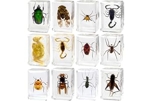 TINGLAN 12 Pcs Insect Resin Specimen, Real Bugs Collection Kit for Kids Taxidermy Toy Science Class Education Insect in Resin Specimen Gift Home Decoration