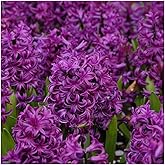 5 Purple Sensation Hyacinth Bulbs