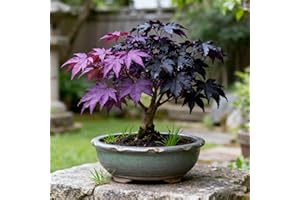 Purple Maple Tree Seeds for Planting, Rare Acer Palmatum, Non-GMO Heirloom, 30+ Seeds, Garden Home