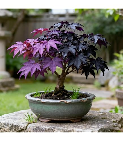Hua Xian Zi 30+ Bonsai Tree Seeds, Japanese Red Maple Seeds