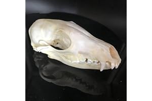 CEZUIC 1pcs Unique Real Cat Skull, Dog Skull, Fox Skull. Taxidermy Skull Collection,Specimen, Decorations (8)