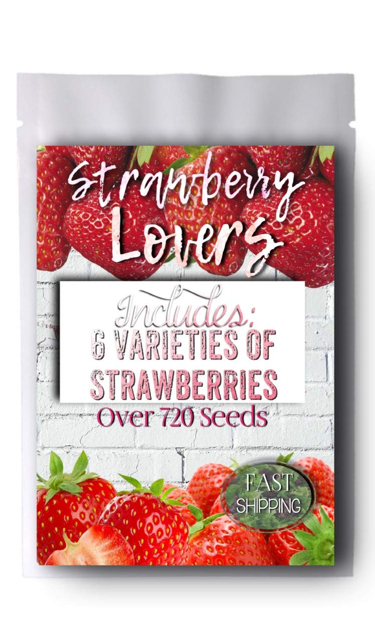 Homegrown Strawberry Seeds, 6 Packet Bundle, Strawberry Lovers 720 Seeds Fruits cheap and top