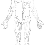 Muscular System Coloring Book: Now you can learn and master the