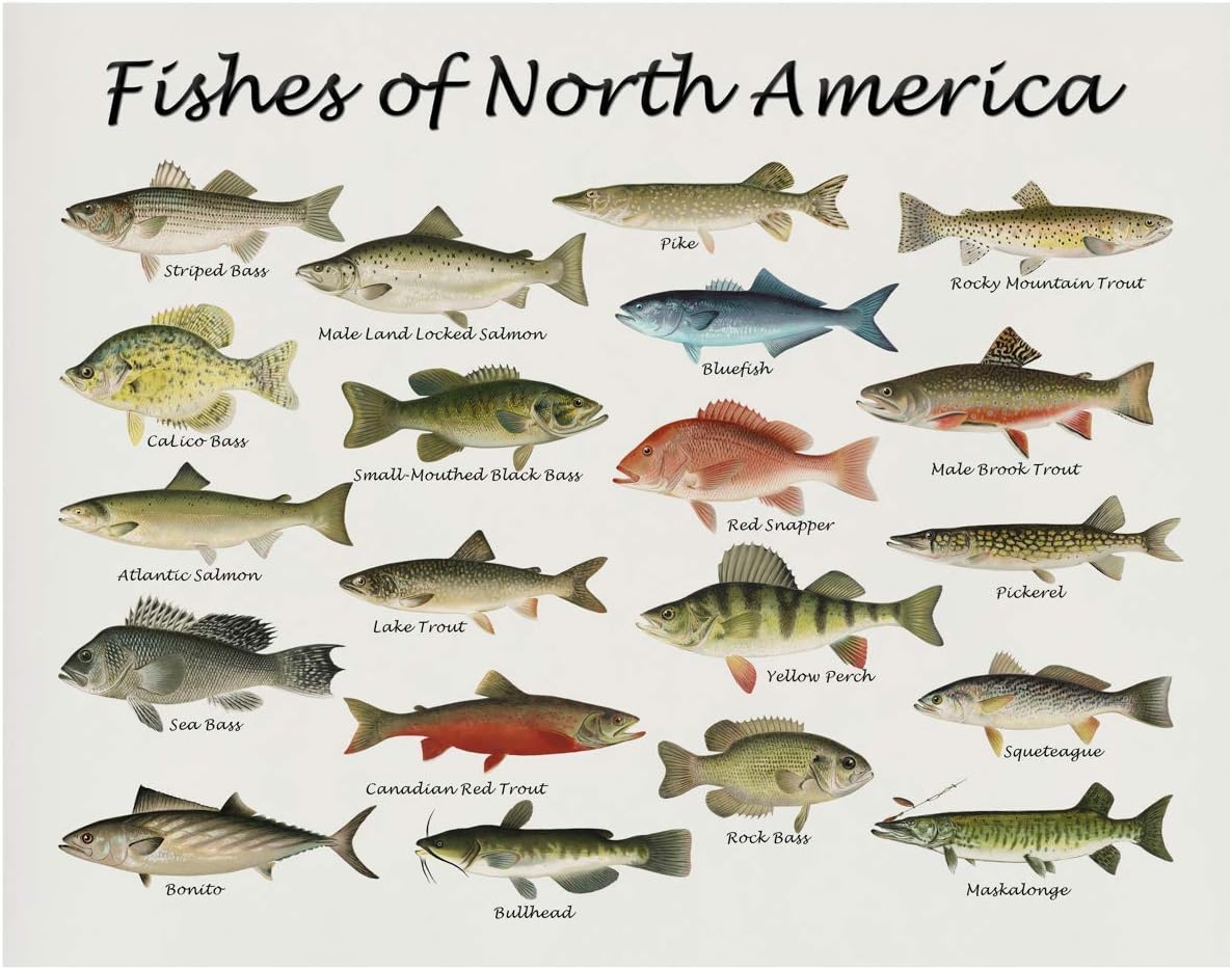 Photographs - Fishes of North America Beautifully Restored Art Print - 11x14 Unframed Wall Art - Gift for those passionate about Nature, Fish. Great in Dorm, Bedroom, Cabin. Inexpensive Decor Gift Under $20