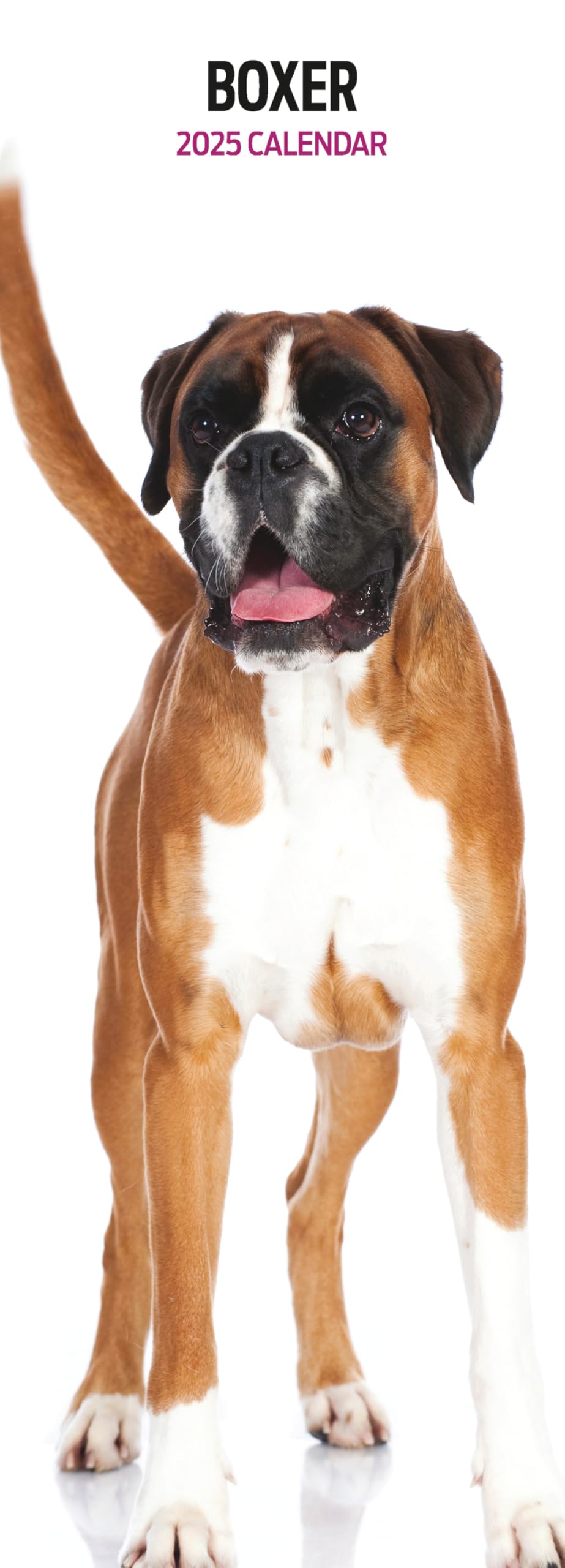 Boxer 2025 Slim Calendar