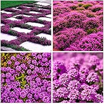 10000 x Dwarf Creeping Thyme herb Seeds - Thymus serpyllum