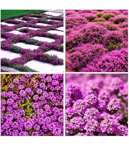 Thyme  Thyme - Ontario Seed Company – Wildwood Outdoor Living
