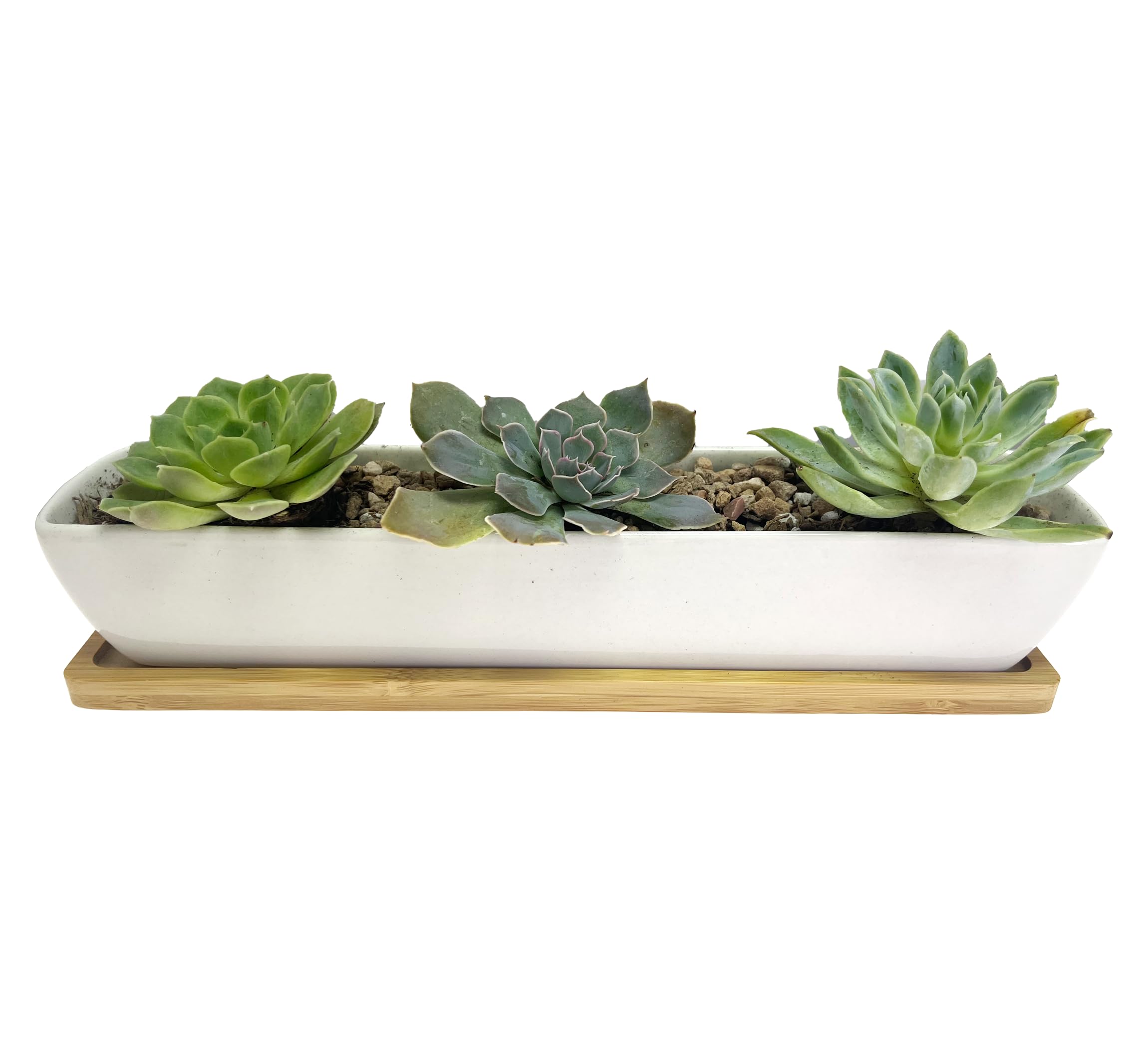 Clound city 10.8inch White Ceramic Long Rectangular Succulent Planter Pot,Come with Bamboo Saucers for Office,Window,Kitchen and Balcony