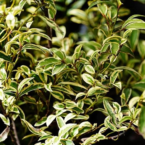 Amazon ヒサカキ ビシャガキ 斑入りヒサカキ ポット苗 庭木 常緑樹 生垣 目隠し 植木 Amazon ヒサカキ ビシャガキ 斑入りヒサカキ ポット苗 庭木 常緑樹 生垣 目隠し 植木