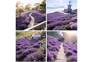 20000+ Purple Creeping Thyme Seeds for Planting Thymus Serpyllum - Heirloom Creeping Thyme Seeds Ground Cover Easy to Plant -
