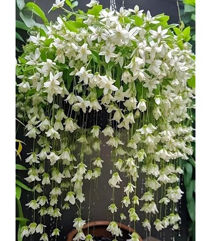 100Pcs White Weeping Jasmine Plant Seeds - Fragrant Perennial Non