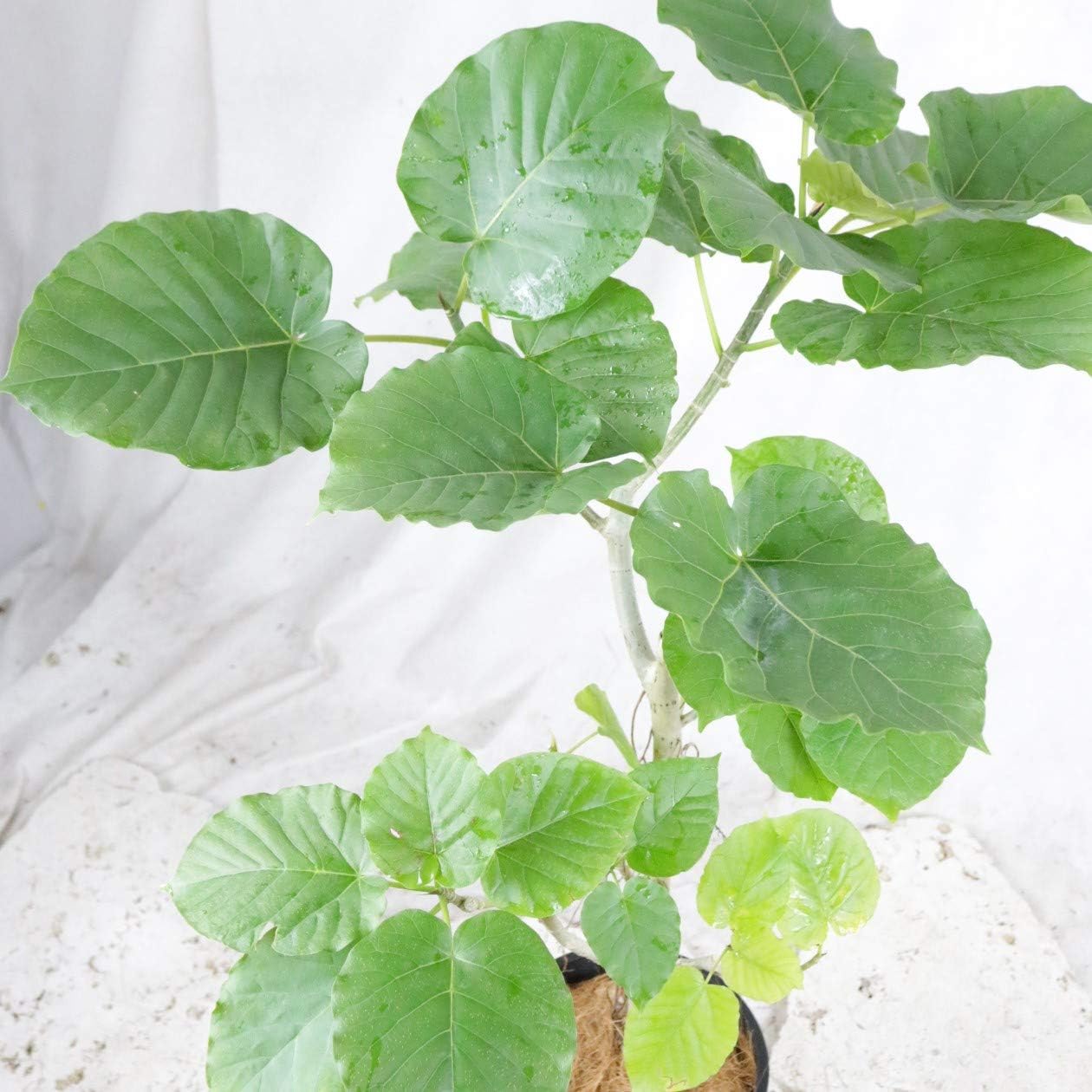 Amazon Co Jp ウンベラータ シュエット 樹脂 鉢 7号 高さ90 程度 観葉植物 室内向け 沖縄より直送 ブラック ホーム キッチン