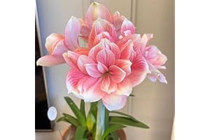 DVCFGXK (Amaryllis Bulk) Professional Planting,Garden Planting Beautify Environment