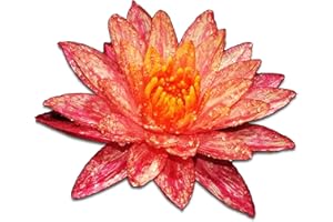 Live Aquatic Plant Nymphaea Wanwisa Red Hardy Water Lilies Tuber for Aquarium Freshwater Fish Pond by Greenpro