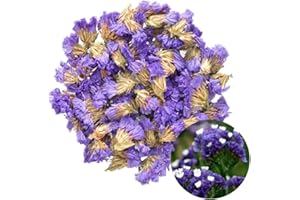 TooGet Flower Petals and Buds Forget-me-not Bulk Flower to Make Sachets, Potpourris, Flowers DIY, Candle Making, Wedding Decoration, Good for All Kinds of Flowers Crafts - 2 OZ