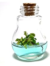 Venus Fly Trap, B52 mericlone, Maintenance Free, 100% Growth Guarantee