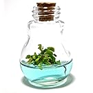 Venus Fly Trap, B52 mericlone, Maintenance Free, 100% Growth Guarantee