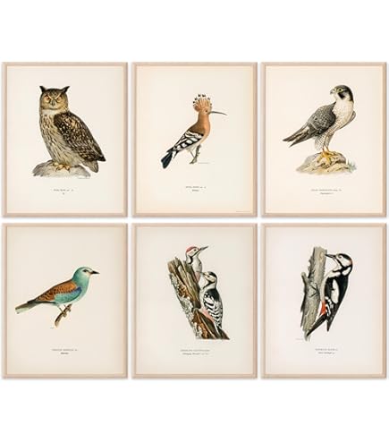 アート・デザイン・音楽 CLASSIC NATURAL HISTORY PRINTS BIRDS アート・デザイン・音楽 CLASSIC NATURAL HISTORY PRINTS BIRDS