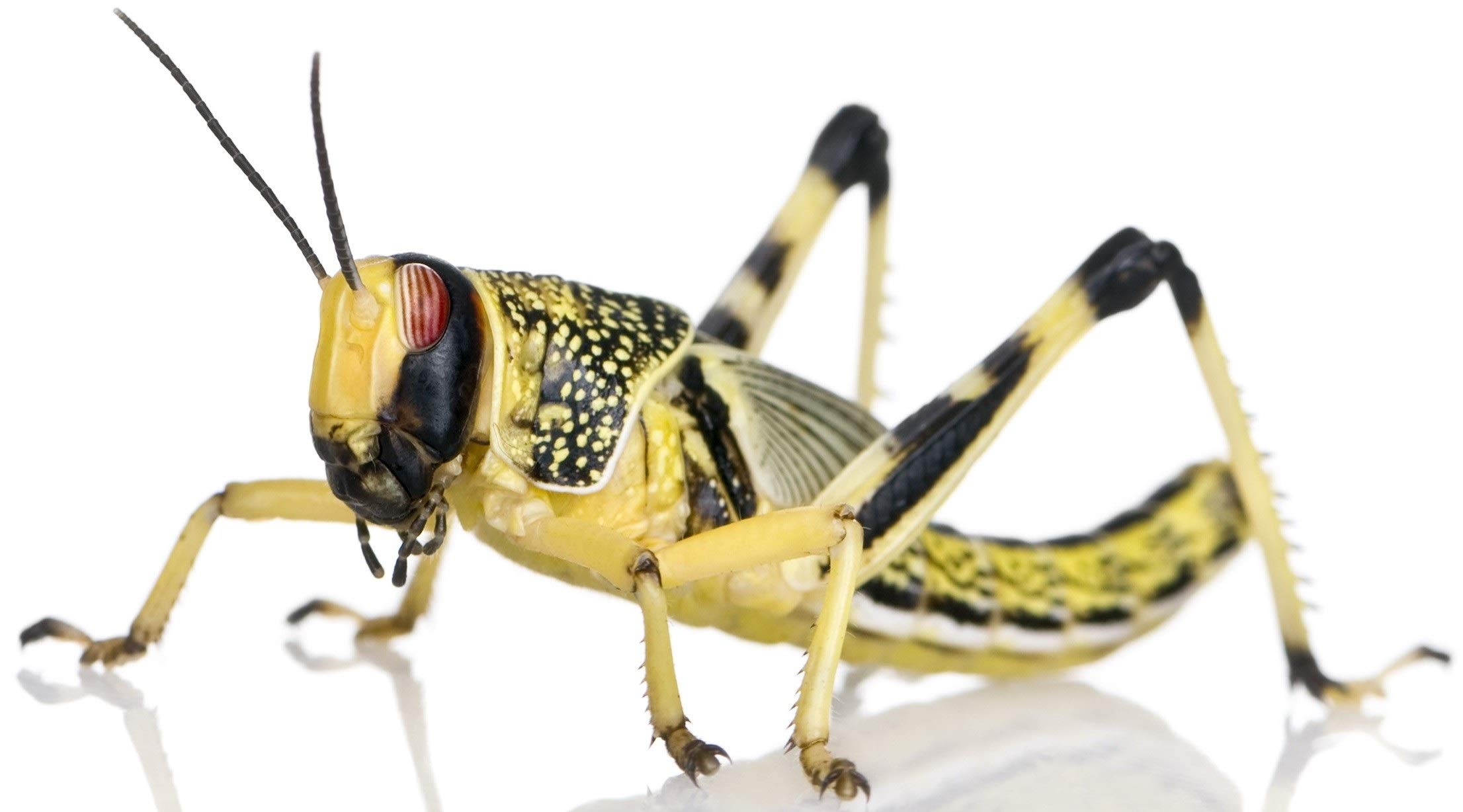 the online reptile shop