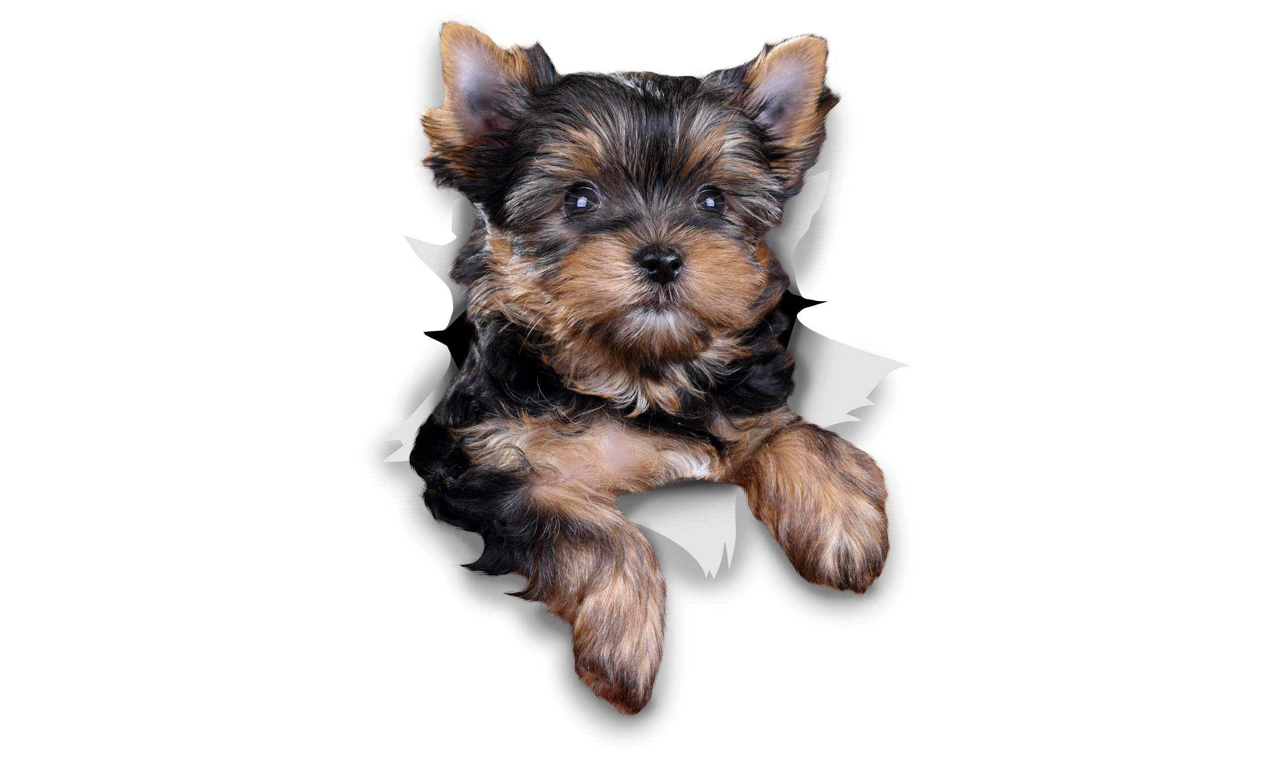 Winston & Bear 3D Dog Stickers - 2 Pack - Cute Yorkshire Terrier for Wall, Fridge, Toilet and More - Retail Packaged Yorkshire Terrier Dog Stickers - Yorkie Car Decal