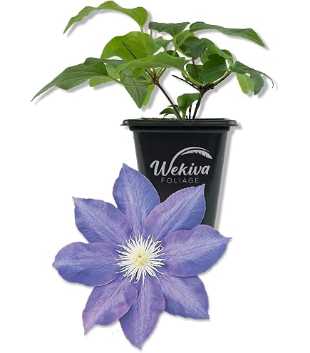 Amazon.com : Clematis Elsa Spath - Live Starter Plant in a 2 Inch