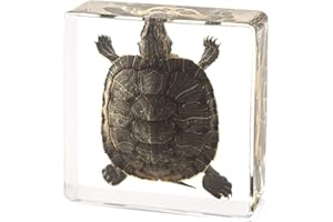 Hudirgo Real Taxidermy Turtle in Resin - Taxidermy Animals Have Unique Collection Significance, Novelty Gifts for Specimen Collector, Ocean Lover, Family or Friends (Turtle)