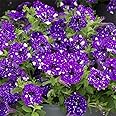 GardenGeng 300+ Rare Night Sky Petunia Seeds for Hanging Baskets - Dwarf Wave Petunia Flower Seeds for Planting Home Garden Non-GMO Heirloom Variety