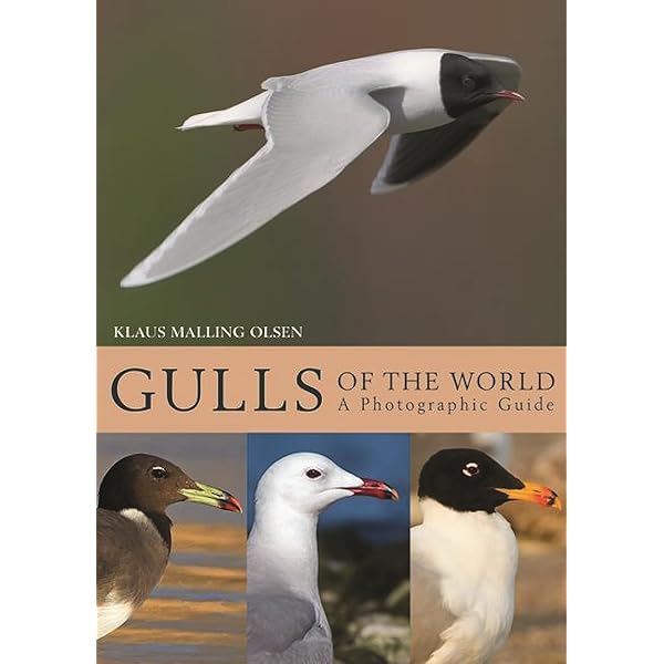 Gulls of Europe@ Asia and North America (Helm Identification