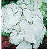 Fancy Leaf Caladium Bulbs - Moonlight Variety - Giant Caladium Plants for Stunning Garden Display - Large Size Root for Zones 9-11, Ideal for Bulk Planting &amp; Landscaping