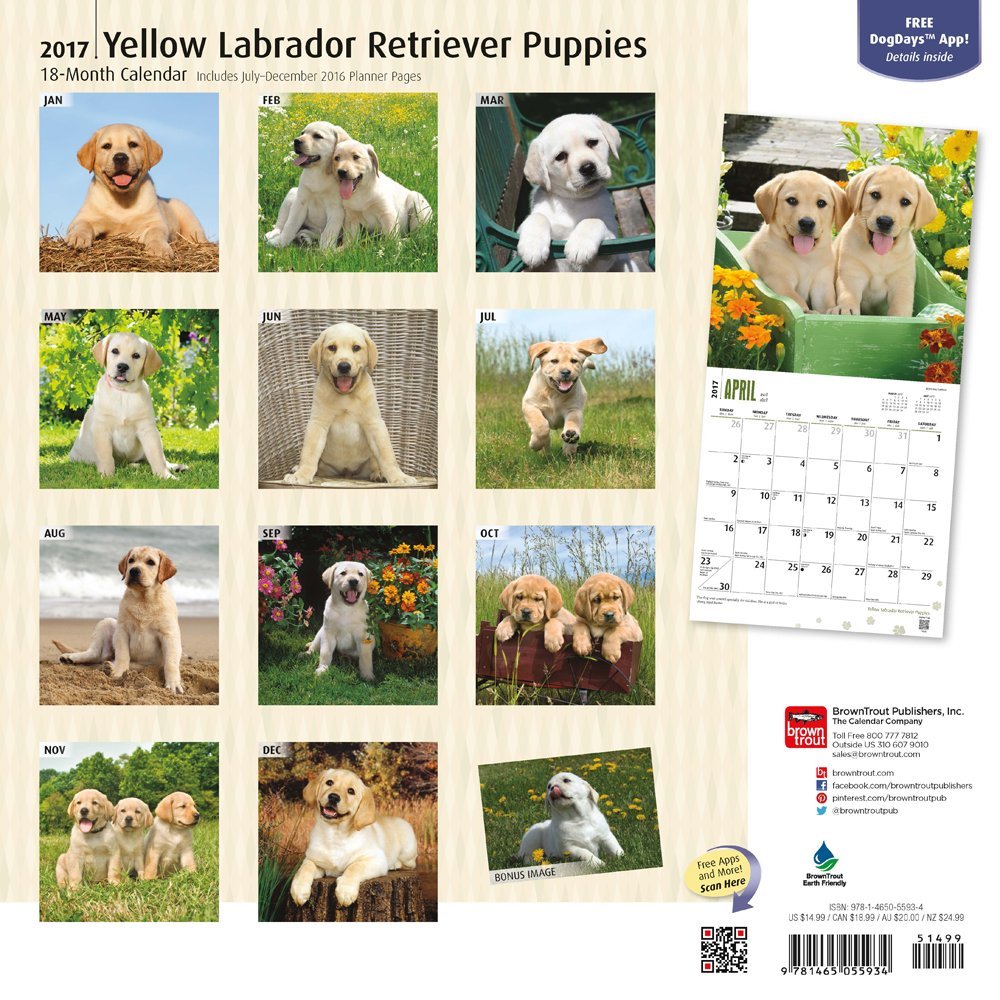 calendario labrador retriever
