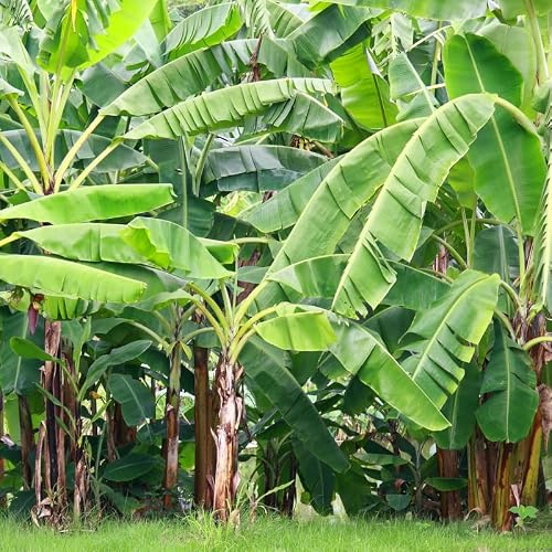 Banana Tree, Dwarf Cavendish Banana Tree Live Plant, Live Banana Tree ...