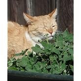 SeedsUP - 100+ Seeds Catmint - Herb Green