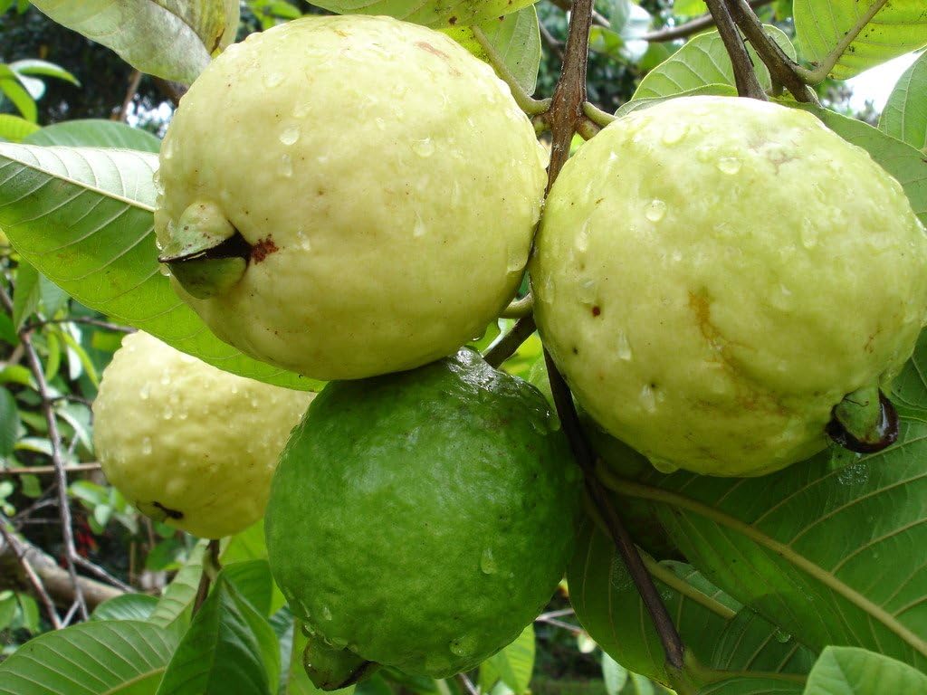Nelesa Gardening Green Guava Seeds 20 Seeds
