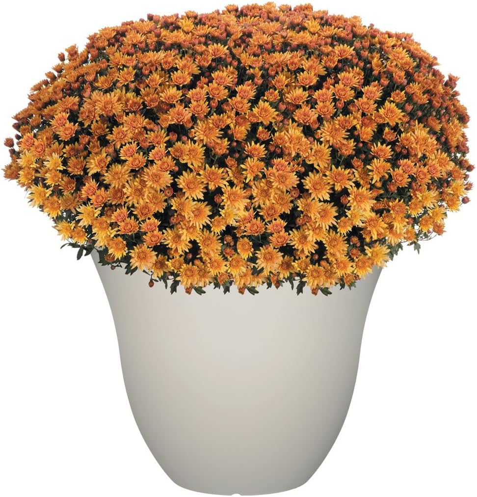 Honeysuckle Planter, Patio Pot, 15" Vanilla : Garden & Outdoor