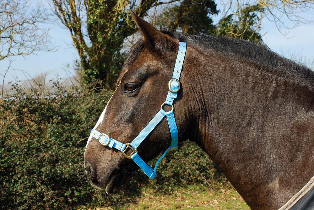 Rhinegold Nylon Headcollar - Shetland - Baby Blue — image 1