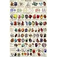 (24 x 36) Introduction to Minerals Educational Poster