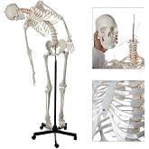 Axis Scientific Flexible Life-Size Human Skeleton, 5'6" | 206 Bones, Poseable Spine and Joints, Rolling Stand, Dust Cover