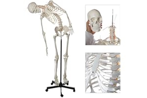 Flexible Life-Size Skeleton Anatomical Model Bundle, 5' 6" Anatomical Skeleton, 206 Bones, Interactive Medical Replica, Includes Adjustable Rolling Stand, Dust Cover, Made by Axis Scientific