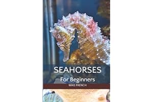 Seahorses For Beginners