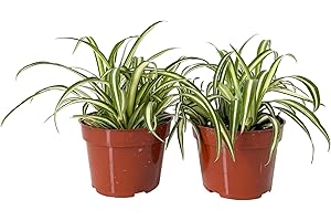 Easy to Grow Spider Plant Variegated - 2 Potted Houseplants in Grower Pots, Indoor Outdoor Low Maintenance